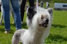 Indianna Dom Risorto Chinese Crested