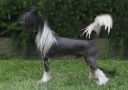 Mohawk Theres No Escape Chinese Crested