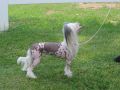 Escada's Vintage Jewel Chinese Crested