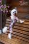 Touch Beauty Celestial Fli Chinese Crested
