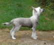 Bayshore Never Say Never Chinese Crested