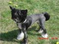 Lykaios Never Say No Chinese Crested