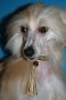 Markiza of Angels de Fageiro Chinese Crested