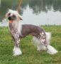 Bonsai's All I've Ever Wanted Su-Zen Chinese Crested