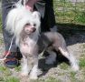 Prefix Toyota Chinese Crested