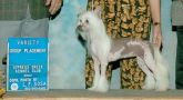 Every Little Thing N'Co. Chinese Crested