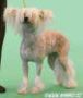 Angelcrest Miss Lacey Chinese Crested