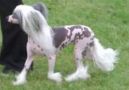 Quesera Something Special At Prajna Chinese Crested