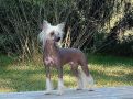 Kalan's Sight For Sore Eyes Chinese Crested