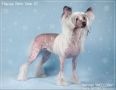 Dream Space Golden Eye for Welldan Chinese Crested