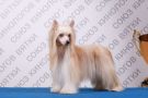 Touch Beauty Oriental Fairy Chinese Crested