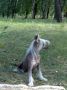 Iris (the Chocolate-carrier)  Pra / Pll Clear Chinese Crested