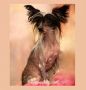 Frensis Chinese Crested