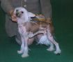 Secret Line's Take A Chance Chinese Crested