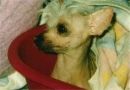 Xantippe Von Lewing Doll La Chateau Chinese Crested