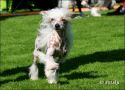 Zorrazo Fanfare For Fun Chinese Crested