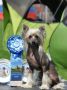 Ognenny Lotos Izium Chinese Crested