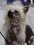 Akc Ch Ukc Ch Kaylen's Elf On A Shelf Chinese Crested