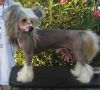 Shida The Frog Prince Chinese Crested