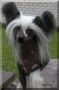 Oriental Jokes Sweet Pyry Chinese Crested