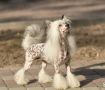 Moon Harbour Polo Chinese Crested