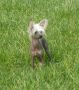 Sippelins Love Story Chinese Crested
