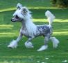 Vanitonia Think Pink Chinese Crested