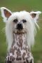 Aljoscha z �pat� hor Chinese Crested