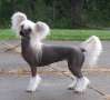 Am/Can Ch Design For Mongoshi von Shinbashi Chinese Crested