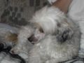 Babylon Ixion Defiant Chinese Crested