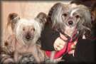Blue Wing's True Hairless Nicolina Chinese Crested