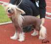 Sippelins Li Sau Chinese Crested