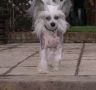 Foaldown Blue Beau Chinese Crested