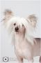 Happy Dancing Unique Upgrade Chinese Crested