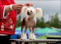 Zhannel's Glamour Girl Chinese Crested