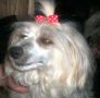 Perizad sno queen of faeryland Chinese Crested