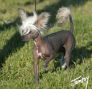 Portinbo's Hercules den Store Chinese Crested