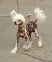 Dyrdal's Blue Spot Chinese Crested
