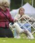 GCH. Shaken's Let it Ride Chinese Crested