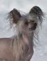 Rimabra's Show N Tell Chinese Crested