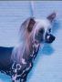 Zitrin'z Dancing Queen Chinese Crested