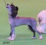 Ankors Class Act Chinese Crested
