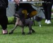 Tournais Lean Mean Winning Machine Chinese Crested