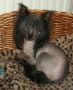 Punkie from House off Angie Chinese Crested