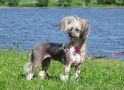 Dragon Moon Make Me See Stars Chinese Crested