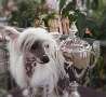 Ta Mandchou's French Touch Chinese Crested