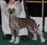 Prefix Swede Smell Of Success Chinese Crested