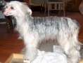 Blanch-O Midnight Rose  Chinese Crested