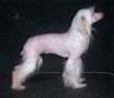 Phantasy Jingle All The Way Chinese Crested