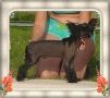 Woodlyn's Simply Solo Chinese Crested